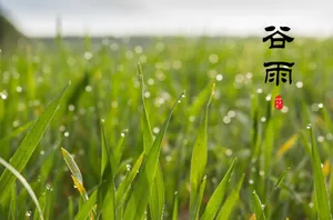 小清新谷雨图片