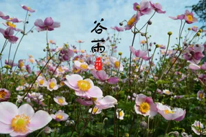 二十四节气谷雨花开图片_1