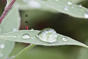 二十四节气谷雨图片