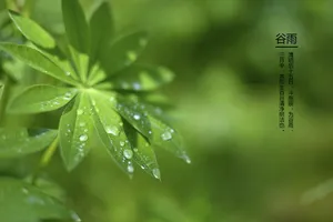 谷雨图片_1