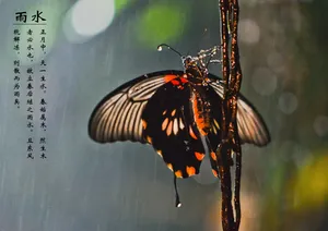 雨水图片_1