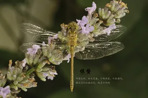 节气惊蛰图片_1