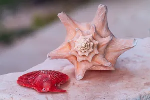 贝壳与海螺图片_1