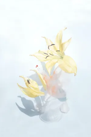 白底的花草素材图片