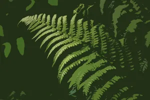 蕨类植物图片绘画图片