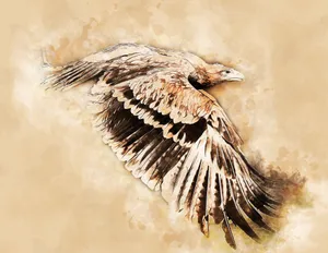 雄鹰展翅绘画图片_1