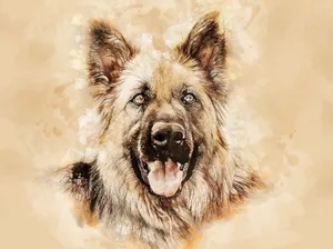 牧羊犬绘画肖像图片