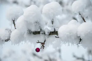 冬季白雪积雪图片_1