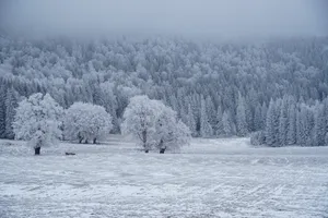 森林白雪积雪图片_1