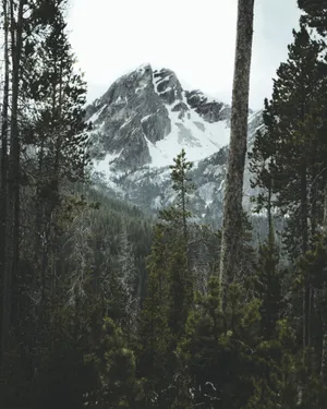 雪域高山树林图片_1