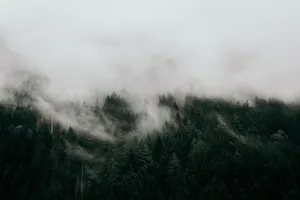 白茫茫的雾风景图片