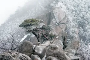 迎客松雪景图片第1张