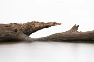 奇形怪状的树干图片