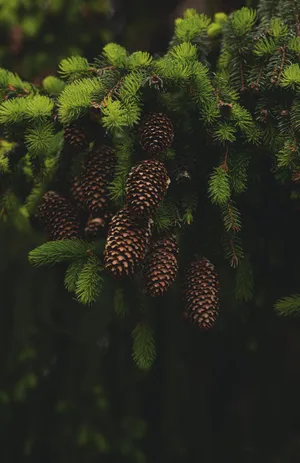 郁郁葱葱的冷杉球果图片_1
