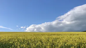 金灿灿的油菜花田风景图片