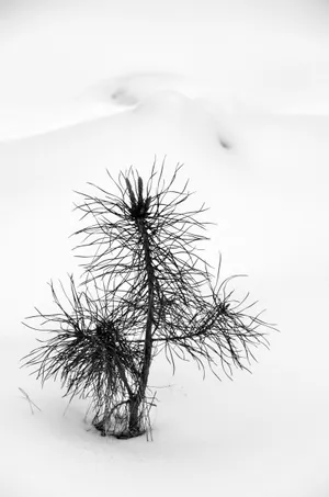 冬季黑白雪景图片