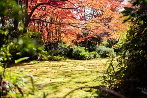 京都枫叶图片