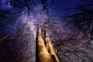 树林紫色星空图片_1