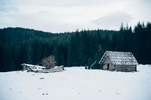 地球之肺绿色森林自然风景图片