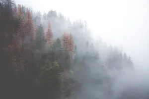 雾气弥漫的山林图片