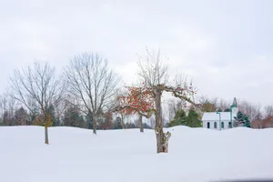 唯美白色雪景图片_1
