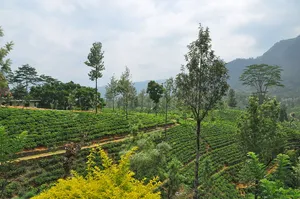 庄稼梯田风景图片第1张