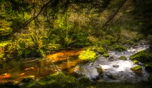 森林里的溪流高清图片第张