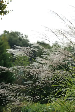 漂亮的芦苇丛高清图片第张