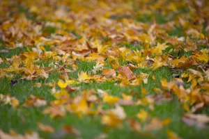 秋天落叶风景高清图片第张