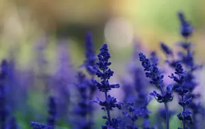 薰衣草花语桌面壁纸_4