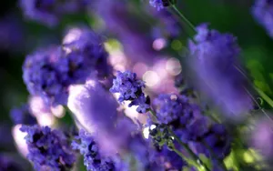 薰衣草花语桌面壁纸_5