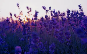 薰衣草花语桌面壁纸_6