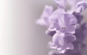 薰衣草花语桌面壁纸_8