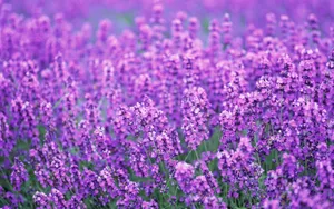 薰衣草花语桌面壁纸_13