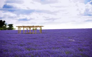 薰衣草花语桌面壁纸_16