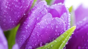 郁金香花语高清桌面壁纸