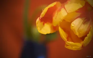郁金香花语高清桌面壁纸_2