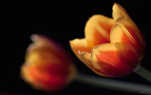 郁金香花语高清桌面壁纸_3