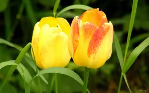 郁金香花语高清桌面壁纸_4