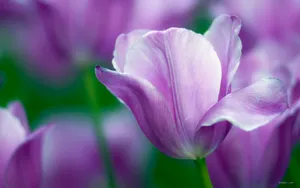 郁金香花语高清桌面壁纸_5