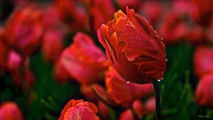 郁金香花语高清桌面壁纸_6