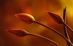 郁金香花语高清桌面壁纸_7