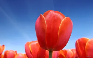 郁金香花语高清桌面壁纸_8