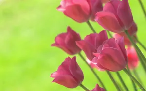 郁金香花语高清桌面壁纸_9