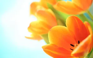 郁金香花语高清桌面壁纸_10