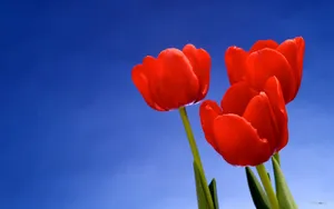 郁金香花语高清桌面壁纸_11