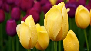 郁金香花语高清桌面壁纸_12