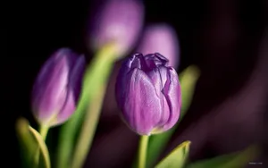 郁金香花语高清桌面壁纸_15