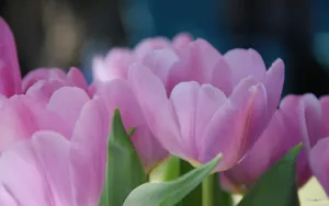 郁金香花语高清桌面壁纸_16