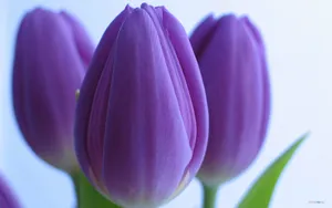 郁金香花语高清桌面壁纸_17